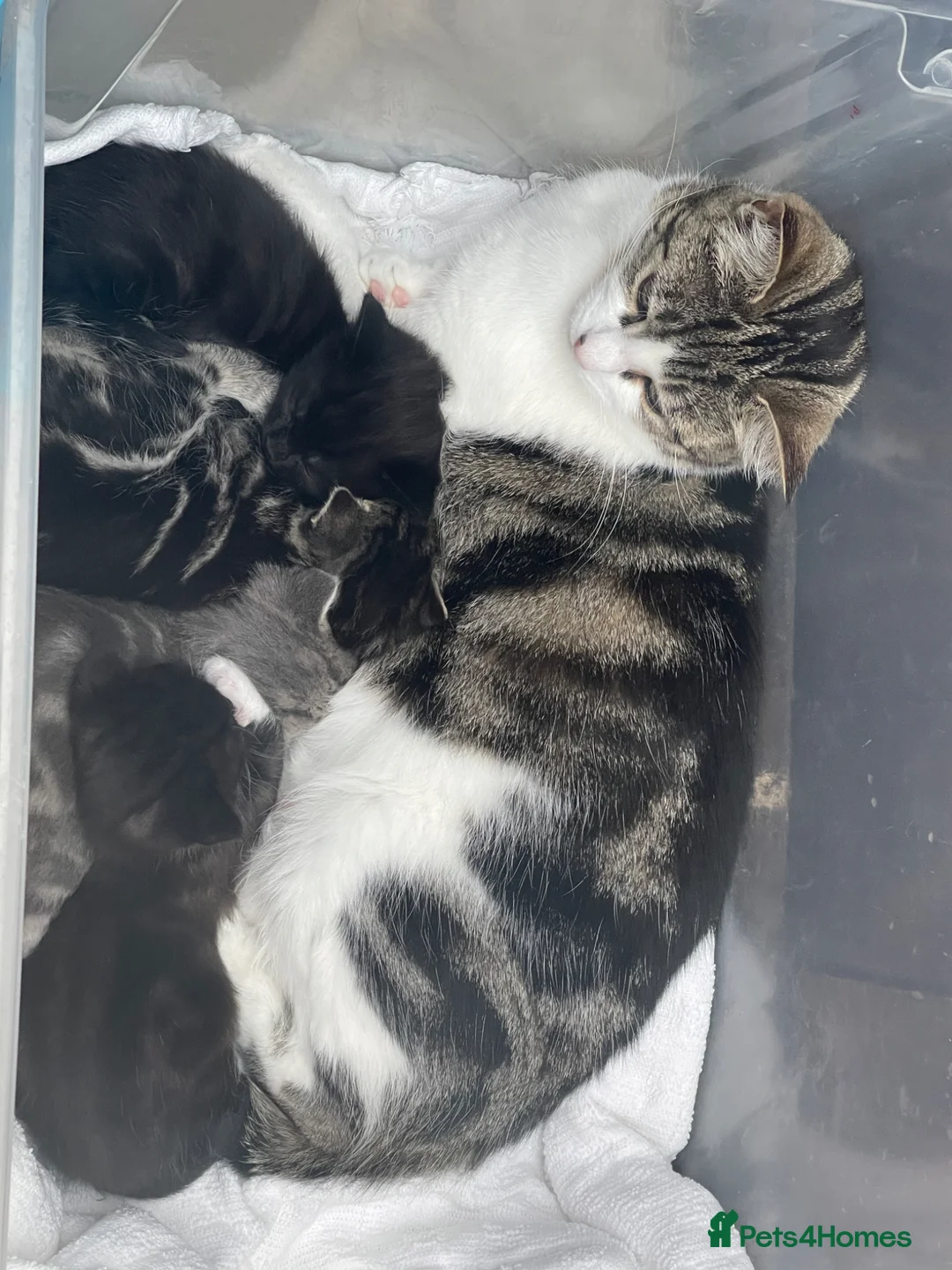 Mixed Breed cats for sale: 🐾 Adorable Kittens 🐾 - Advert 6