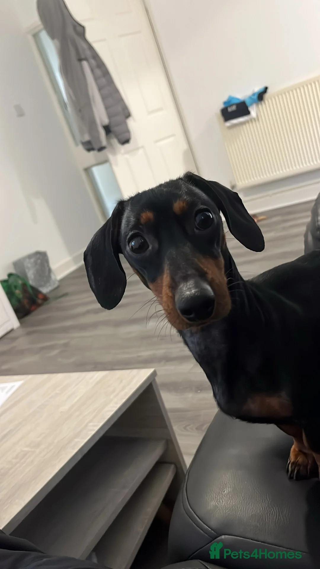 Miniature Dachshund dogs for sale: Female miniature dachshund  - Advert 5