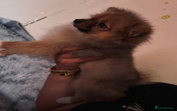 Pomeranian dogs for sale: Pomeranian girls and boys available  - Image 7