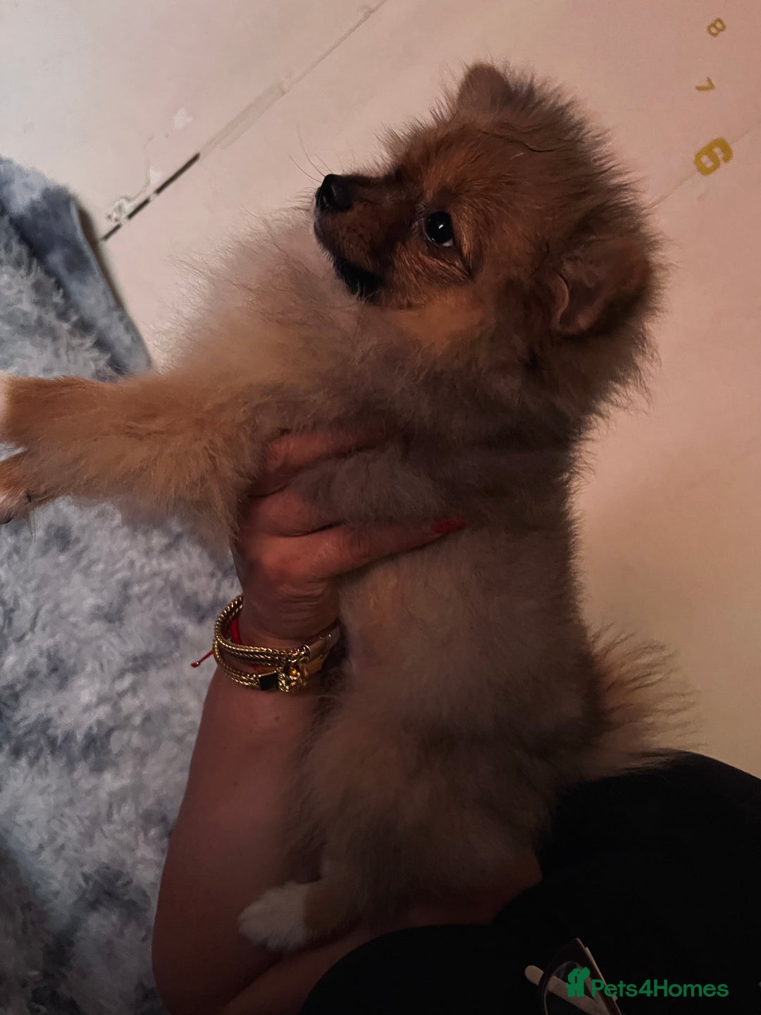 Pomeranian dogs for sale: Pomeranian girls and boys available  - Image 7