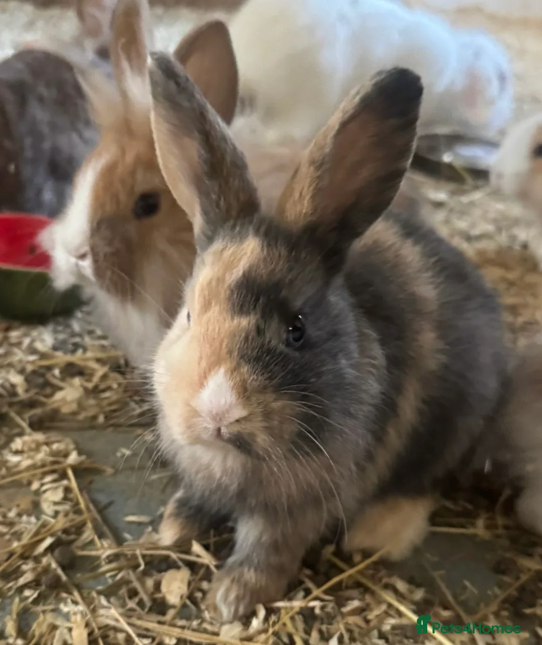 Netherland Dwarf rabbits for sale: Adorable bunnies  in Newmarket - Advert 8