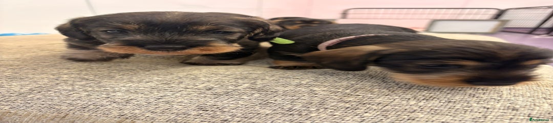 Green Collar - Male
