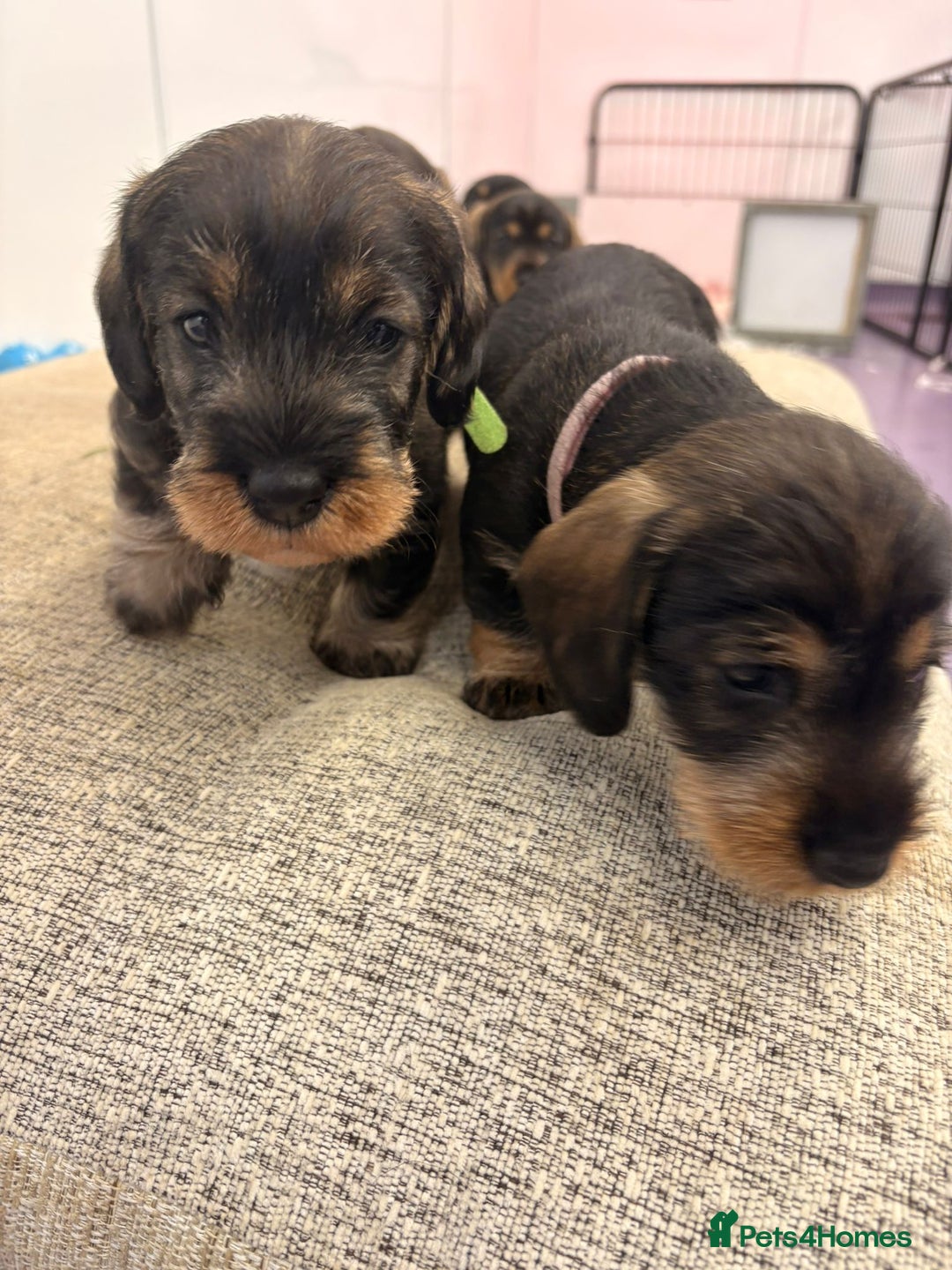 Dachshund dogs for sale: Wire Haired Dachshund Puppies - Image 9
