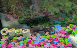Plecos fish for sale: 18cm common pleco, male and female bristlenose  - Image 5