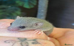 Mouse rodents for sale: Baby and adult micro squirrels  - Image 6