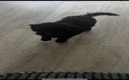 Toy Poodle dogs for sale: Black toy poodle puppy - Image 2