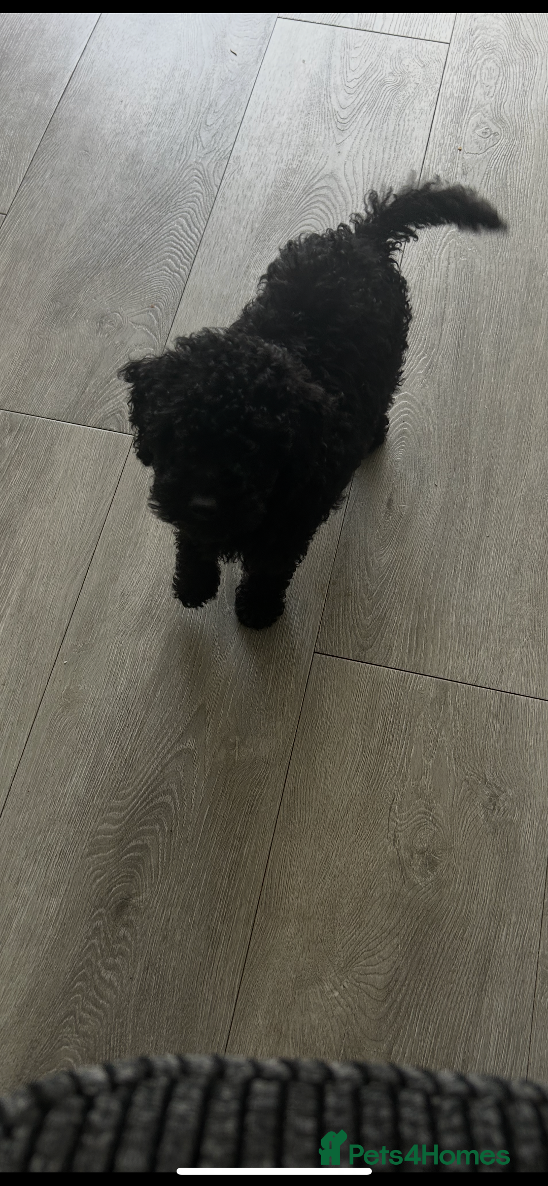 Toy Poodle dogs for sale: Black toy poodle puppy - Image 2
