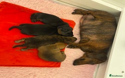 Miniature Dachshund dogs for sale: Miniature smooth hair dachshund puppies  - Advert 2