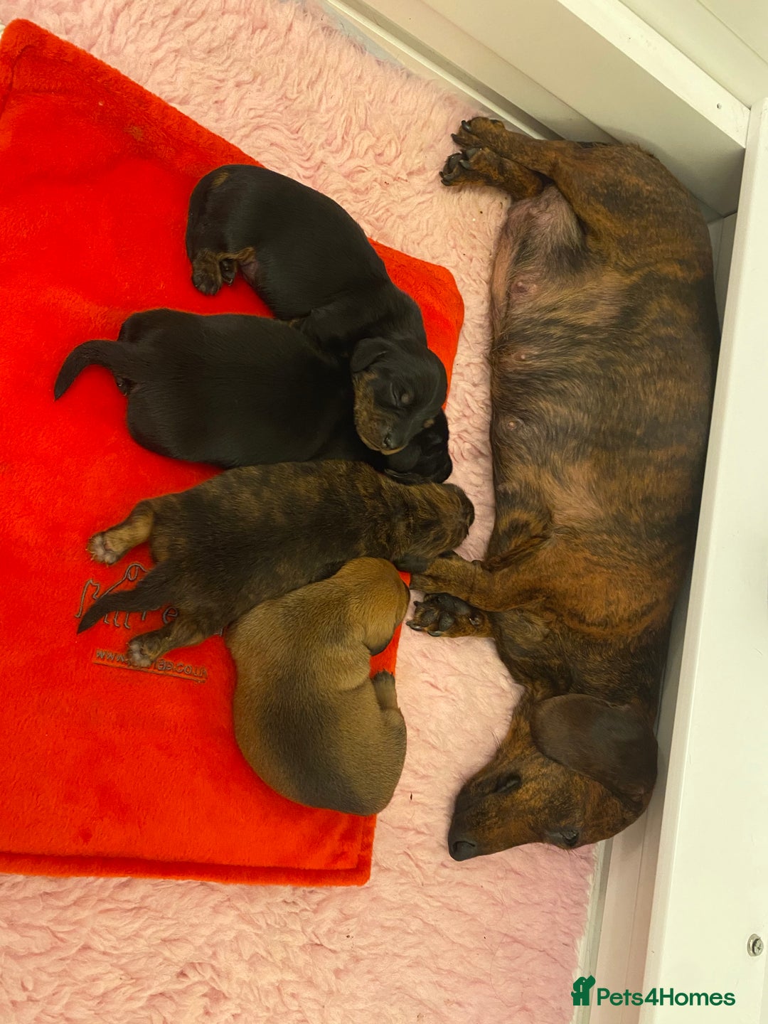 Miniature Dachshund dogs for sale: Miniature smooth hair dachshund puppies  - Advert 2