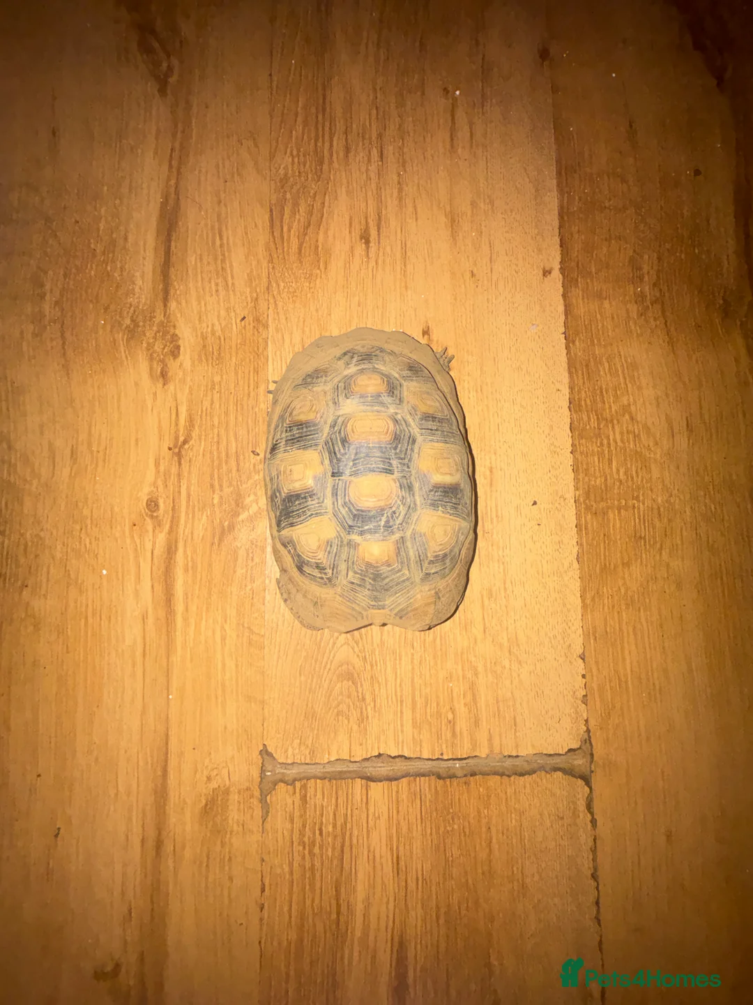 Tortoise reptiles for sale: Tortoise for sale - Advert 2