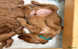 Goldendoodle dogs for sale: Stunning F2B Goldendoodles - Image 12