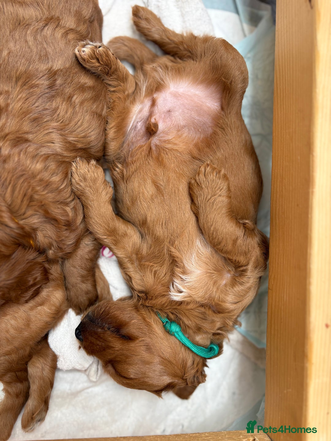 Goldendoodle dogs for sale: Stunning F2B Goldendoodles - Image 12