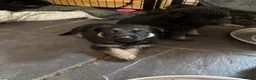 German Shepherd dogs for sale: 11 adorable bouncy German Shepard puppies  - Advert 6
