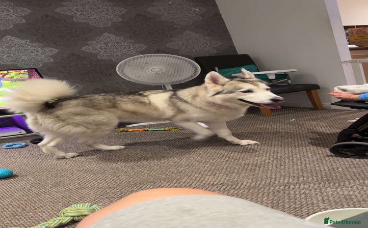 Huskita dogs - Advert 1