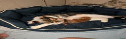 Mixed Breed cats for sale: Kittens for sale - Advert 2