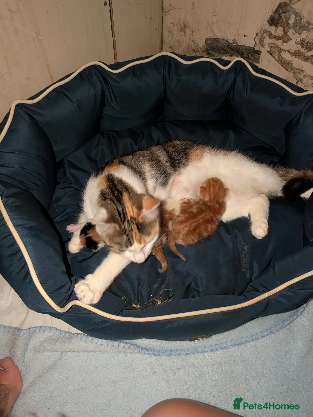 Mixed Breed cats for sale: Kittens for sale - Advert 2