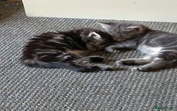 Norwegian Forest Cat cats for sale: 4 11 week old kittens  - Image 8