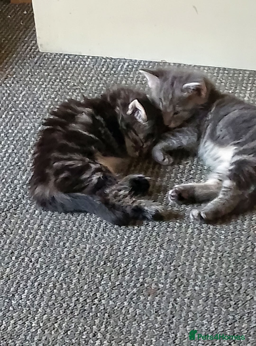 Norwegian Forest Cat cats for sale: 4 11 week old kittens  - Image 8