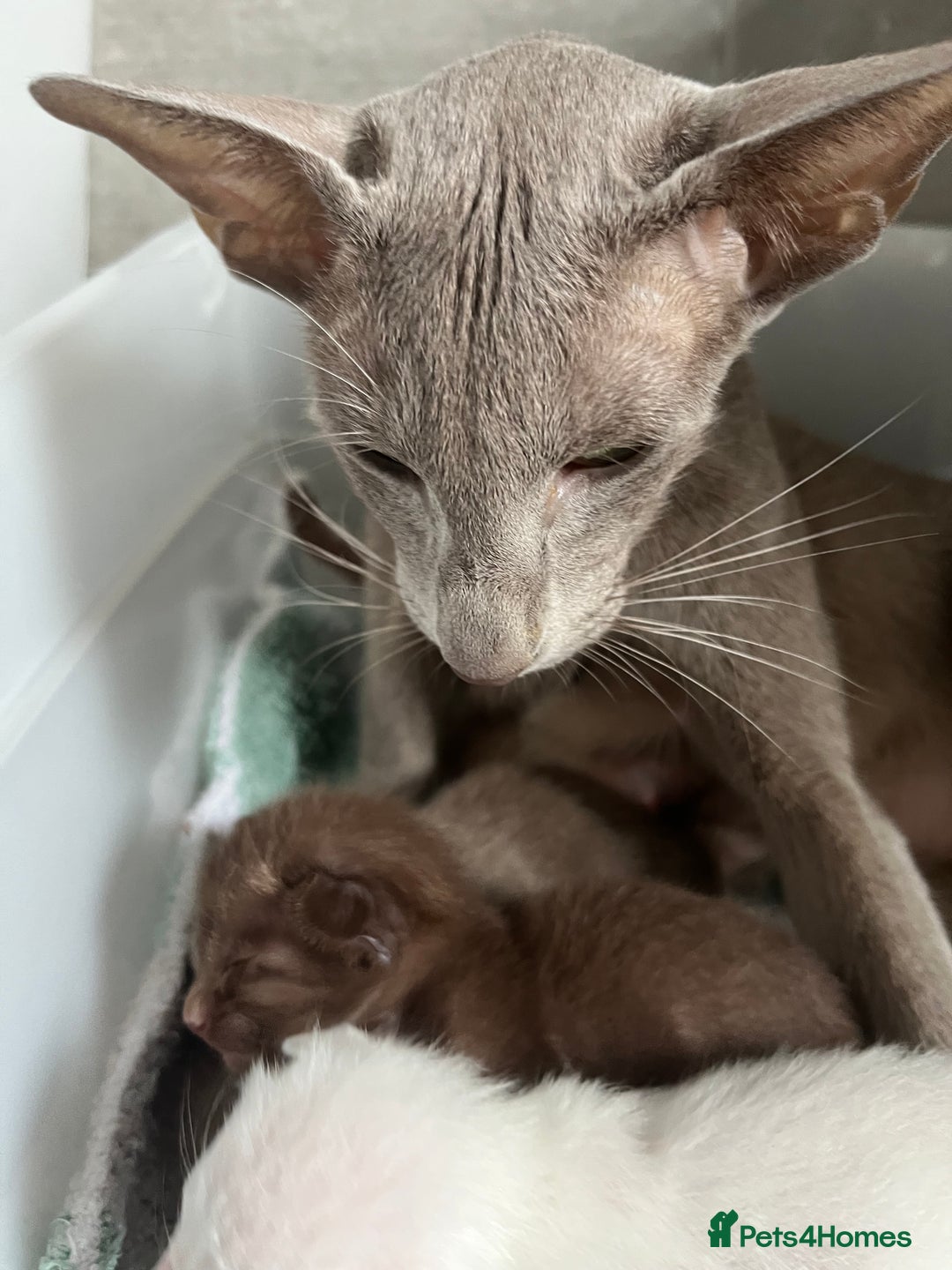 Oriental cats for sale: Supreme pedigree Lilac Oriental kittens GCCF reg - Advert 3