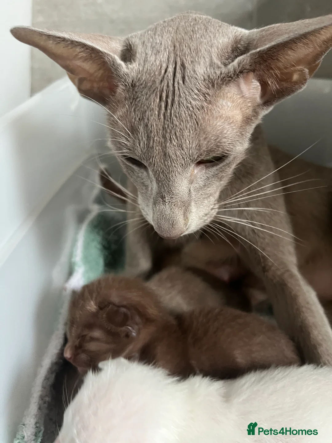 Oriental cats for sale: Supreme pedigree Oriental kittens GCCF reg - Advert 9