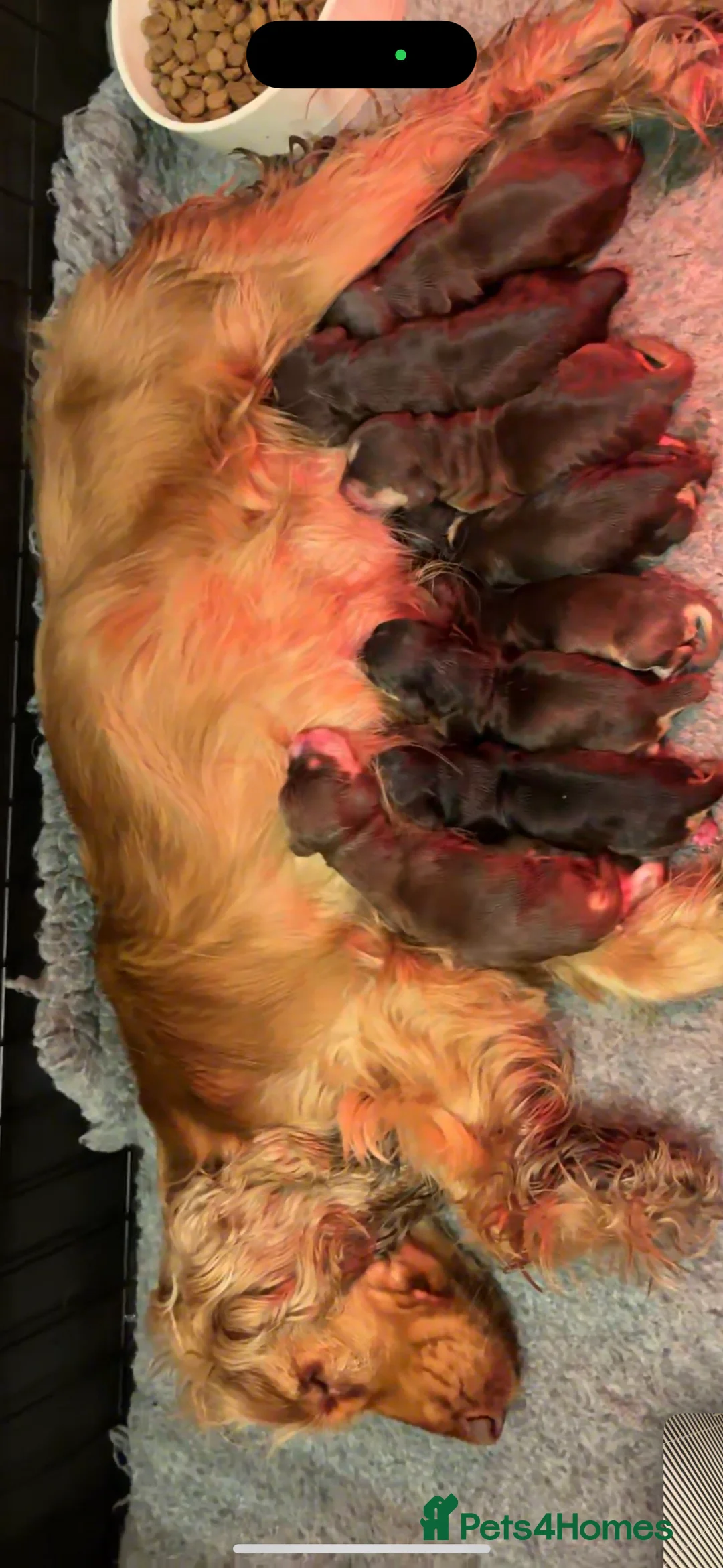 Cocker Spaniel dogs for stud: KC Reg SABLE HEALTH TESTED COCKER SPANIEL - STUD in Bishop's Stortford - Advert 13