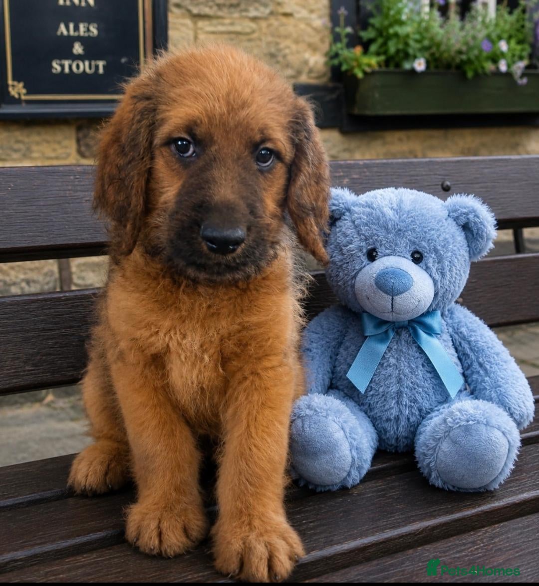 Saint Berdoodle dogs F1B SAINT BERNADOODLE REDUCED 1000 READY TODAY - Advert 1
