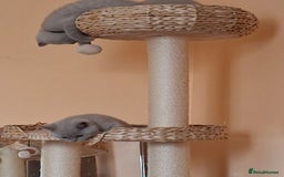British Shorthair cats for sale: British Blue Short-hair 4 kittens for sale  - Image 28