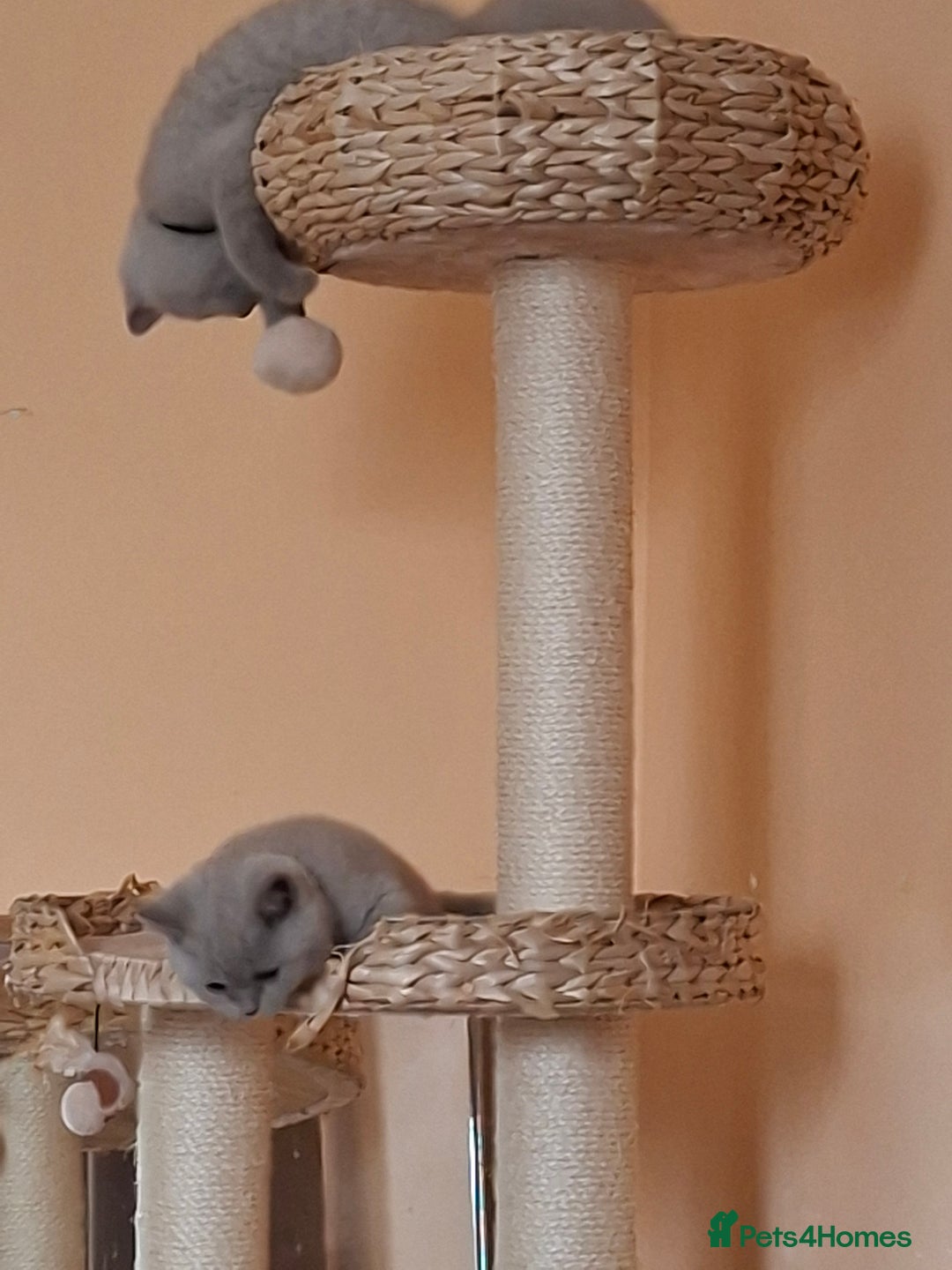 British Shorthair cats for sale: British Blue Short-hair 4 kittens for sale  - Image 28