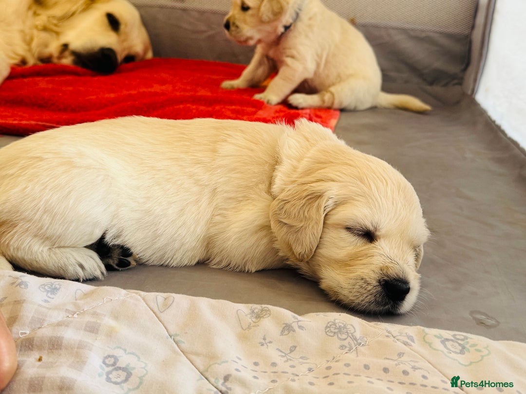 Golden Retriever dogs for sale: KC English Cream Golden Retriver puppy’s  in Sleaford - Image 23