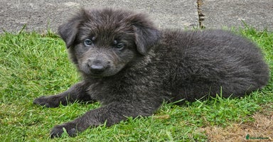 German Shepherd dogs - Advert 15