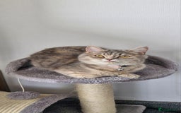 British Shorthair cats for sale: British Shorthair - Image 10