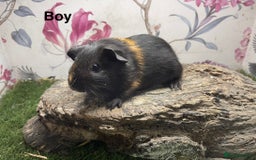Guinea Pig rodents for sale: Male guinea pigs  - Image 7