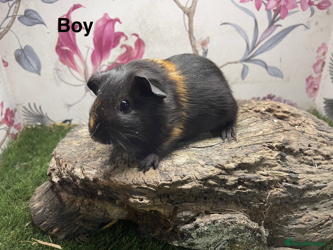Guinea Pig rodents for sale: Male guinea pigs  - Image 7