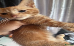 British Longhair cats for sale: 5 beautiful kittens for sale - Image 6