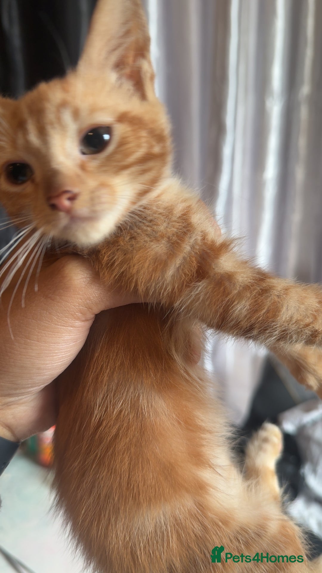 British Longhair cats for sale: 5 beautiful kittens for sale - Image 6