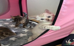 Bengal cats for sale: Supreme Grand Champion TICA bengal kittens  - Image 4
