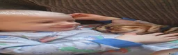 Bengal cats for sale: Bengal Cat - Advert 3