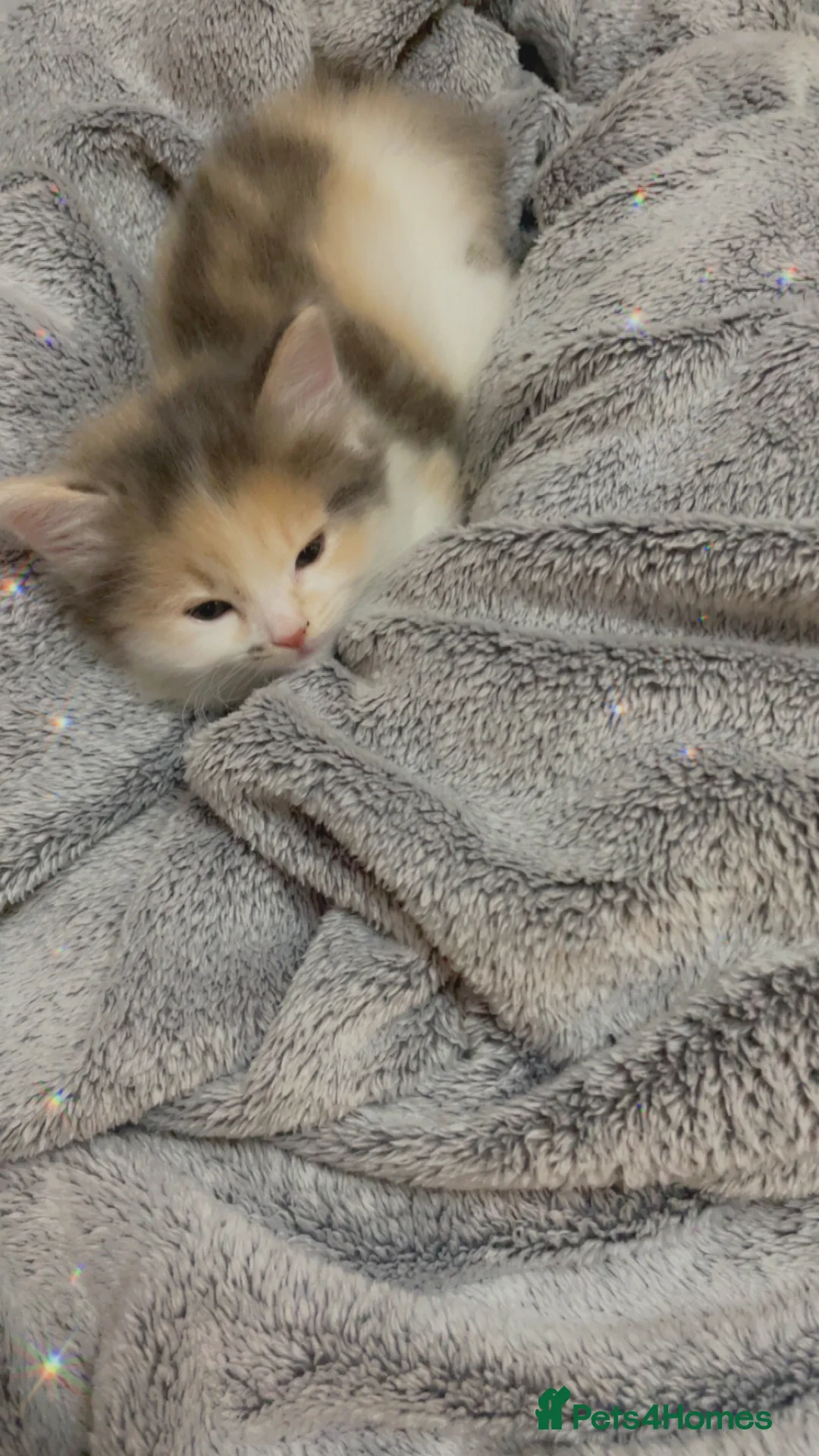 American Shorthair cats for sale: 3 adorable kittens looking for a loving home  - Advert 2