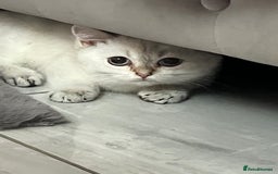 British Shorthair cats for sale: Beautiful golden white British short hair  - Image 13