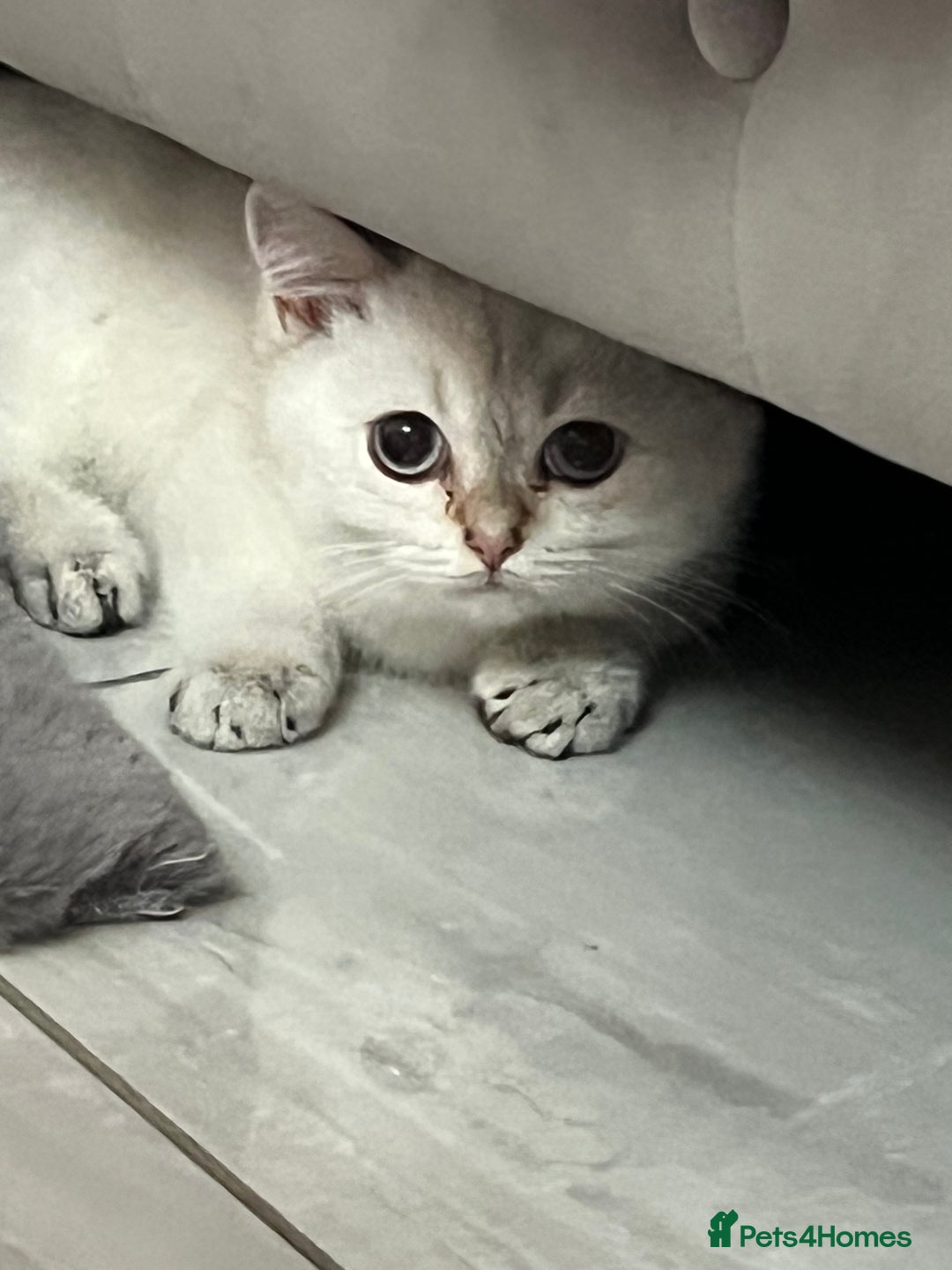 British Shorthair cats for sale: Beautiful golden white British short hair  - Image 13