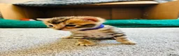 Bengal cats for sale: Amazing Bengal Kittens for sale  - Advert 35