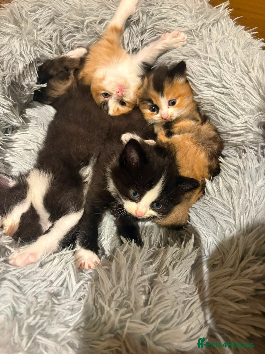 Mixed Breed cats for sale: For sale 4 beautiful Tabby x Kittens in Northampton - Advert 2