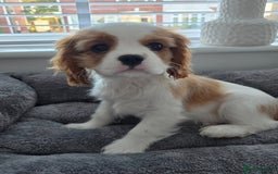 Cavalier King Charles Spaniel dogs for sale: READY NOW Fully tested, including MRI Scan - Image 1