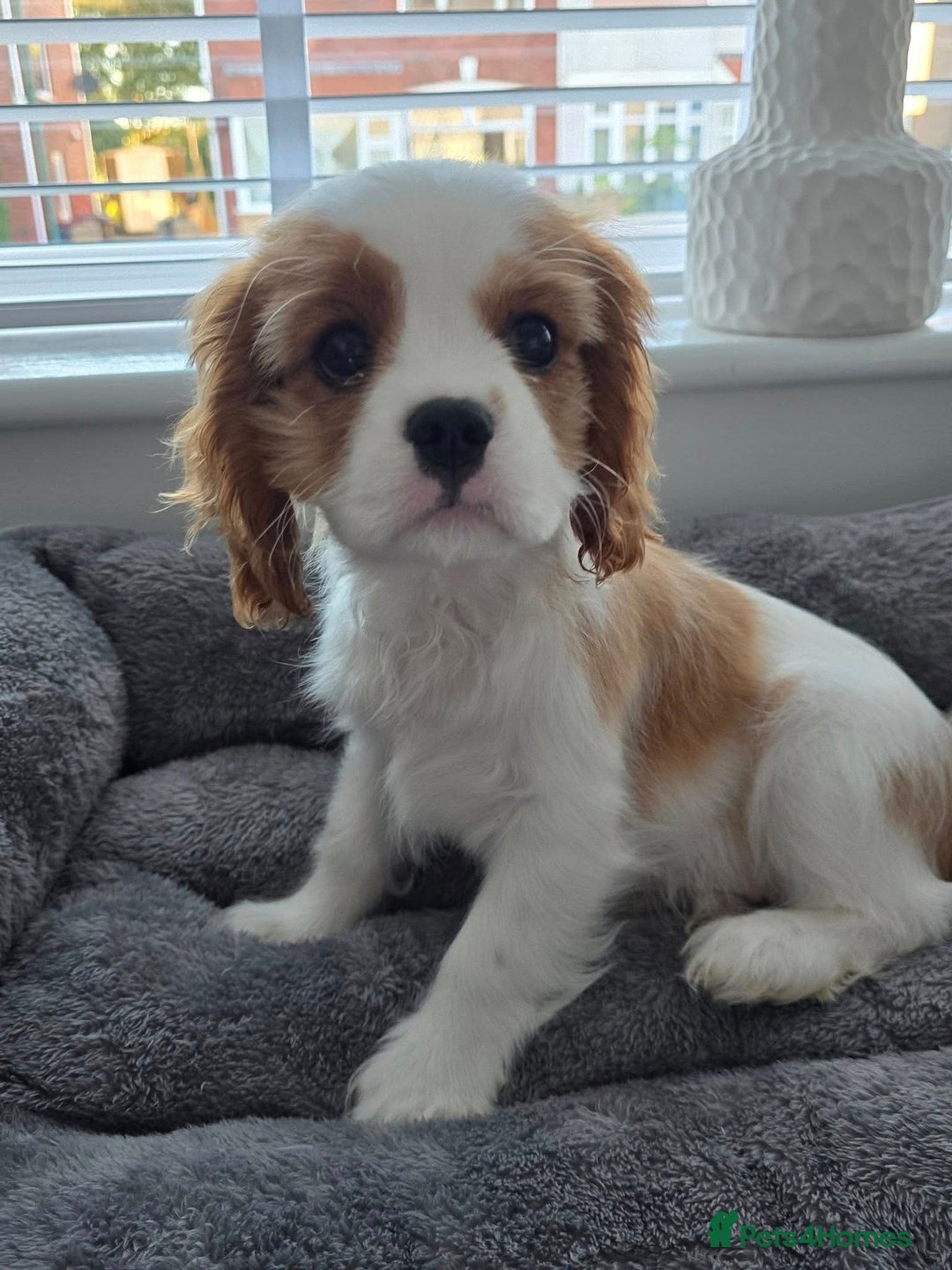 Cavalier King Charles Spaniel dogs for sale: READY NOW Fully tested, including MRI Scan - Image 1