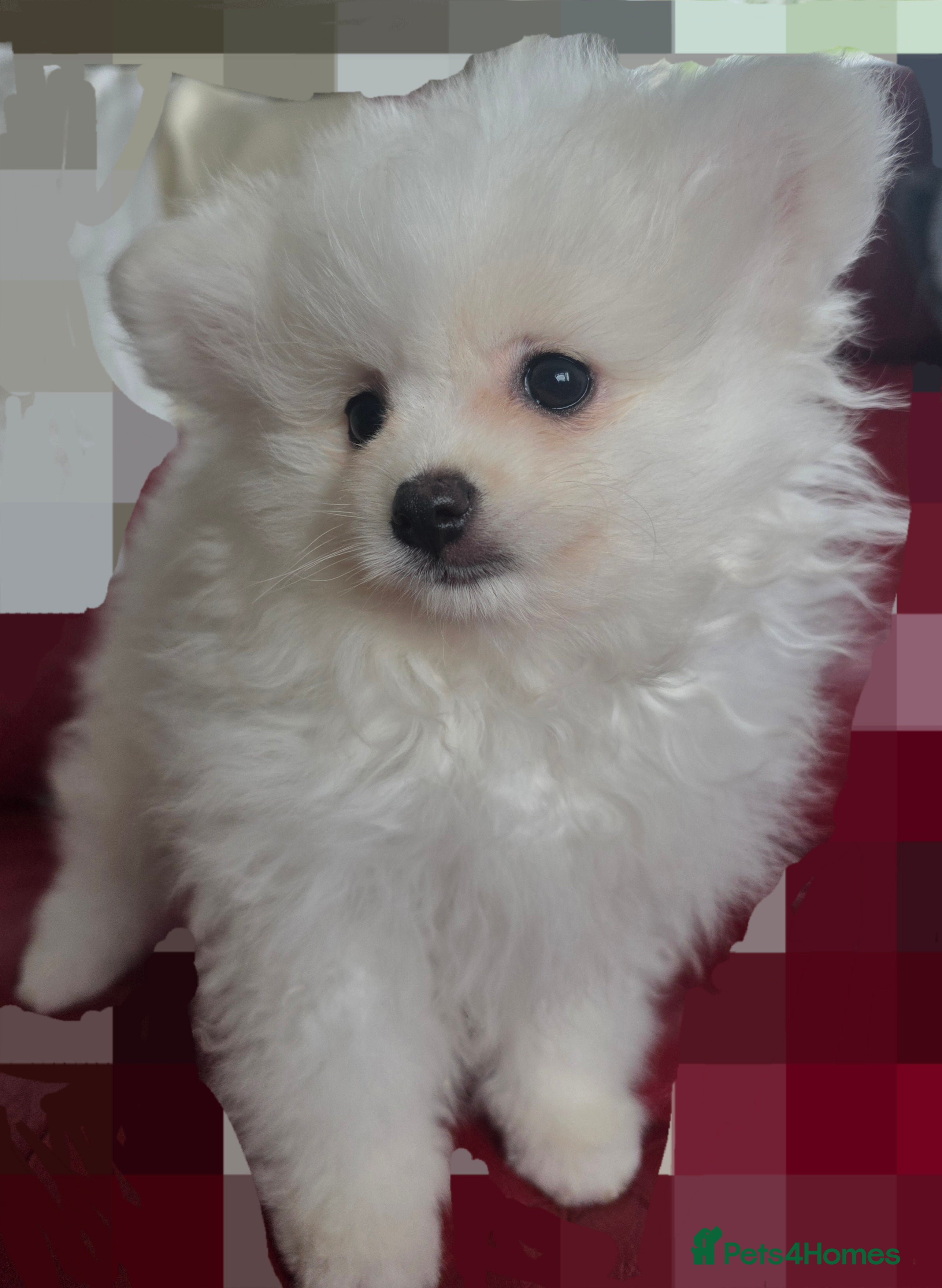 Pomeranian dogs for sale: Pedigree Teddy Face Pomeranian Male Pups - Advert 3