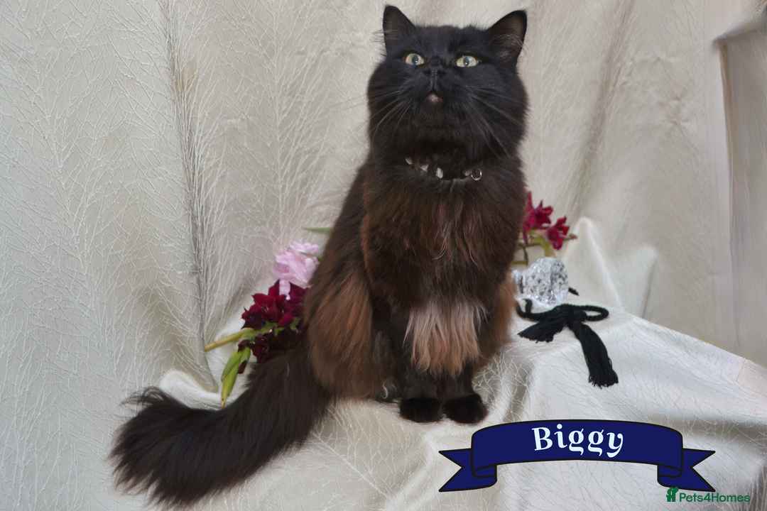 Mixed Breed cats for sale: Beautiful Bombay/Maine-Coone Kitten!  - Image 6
