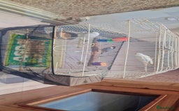 Budgerigars birds for sale:  2 white budgies pair and a java sprarrow  - Image 2