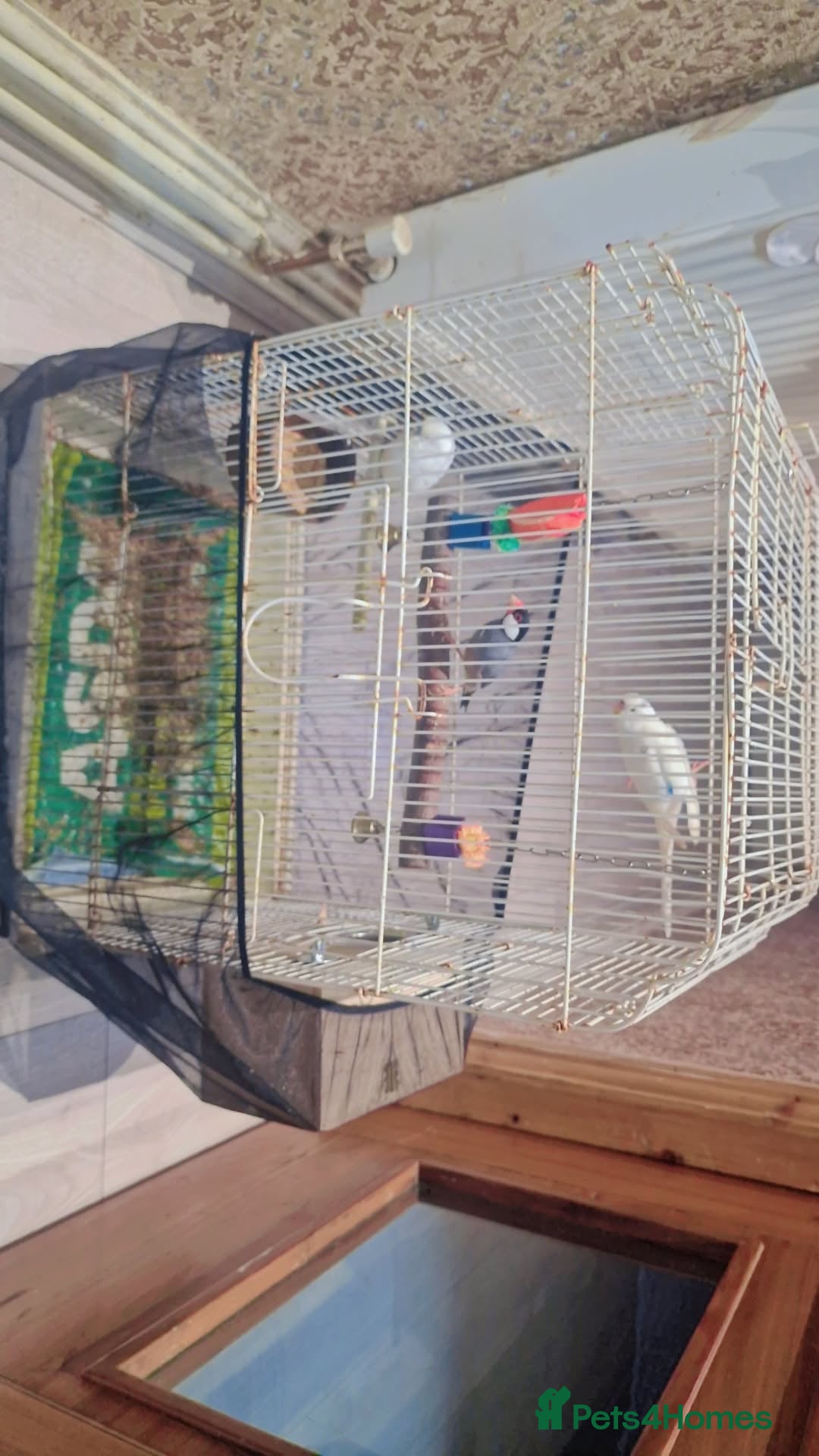 Budgerigars birds for sale:  2 white budgies pair and a java sprarrow  - Image 2