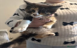 Mixed Breed cats for sale: Ready for new home - Image 4