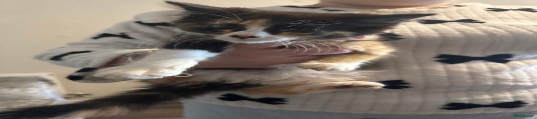 Mixed Breed Kitten 4